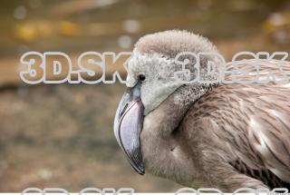 Head texture of gray flamingo 0004